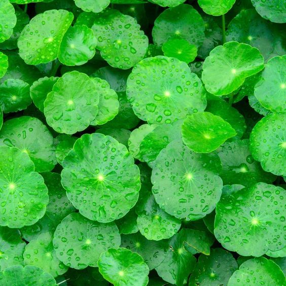 200 เมล็ด ใบบัวบก Centella asiatica เมล็ดผัก ผักสวนครัว