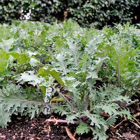 100 เมล็ด คะน้า ผักคะน้า Kale Seeds Non-GMO สายพันธุ์ คะน้าประดับกินใบ เรดไซบีเรียน Red Siberian Kal