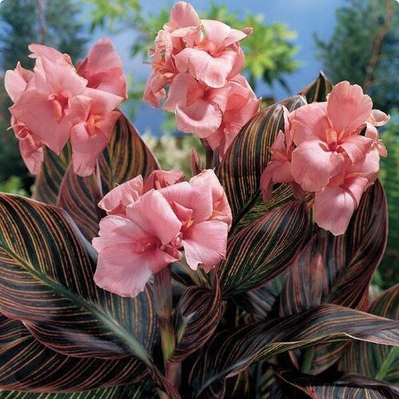 10 เมล็ด ดอกพุทธรักษาแคระ พุทธศร บัวละวงศ์ Canna Lily Seeds พระพุทธเจ้าทรงปกป้องคุ้มครอง สายพันธุ์ พิงค์ ซันเบรอ
