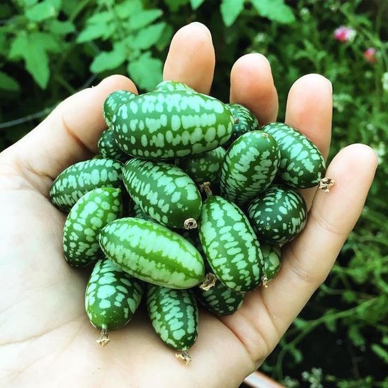 15 เมล็ด แตงกวา แตง Cucumber Seeds สายพันธุ์ Mexican Sour Gherkin