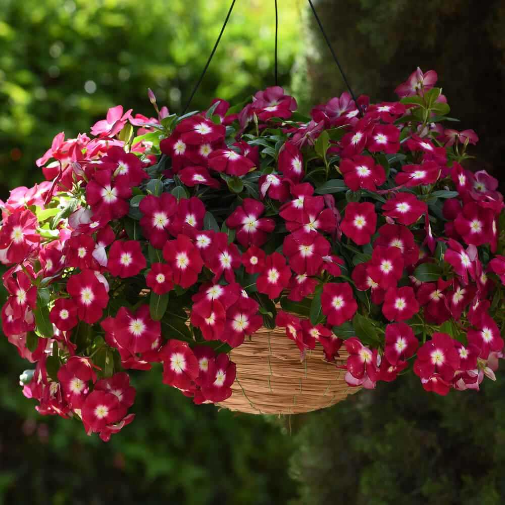 20 เมล็ด ดอกแพงพวย แพงพวยฝรั่ง Vinca Periwinkle Seeds สายพันธุ์ Burgundy