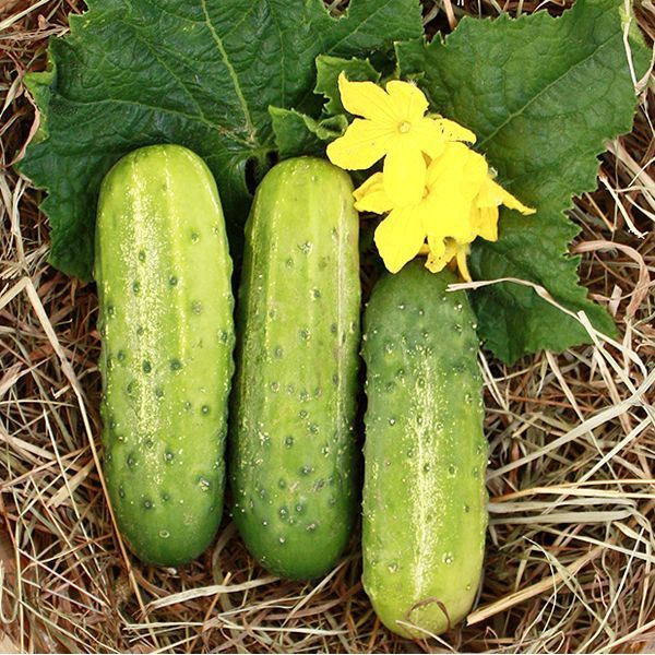 30 เมล็ด แตงกวา แตงขี้ไก่ แตงปี แตงร้าน Non-GMO Cucumber Seeds สายพันธุ์ Calypso F1