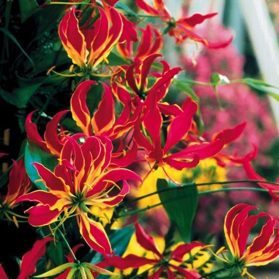 3 หัว หัวว่าน เหง้าพันธุ์ ดองดึง ดาวดึง, หัวฟาน, หัวขวาน, พันมหา Gloriosa superba L