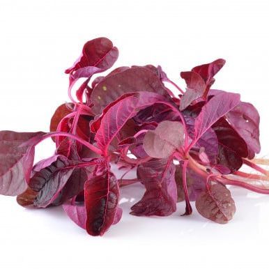 300 เมล็ด ผักโขม ผักขม Amaranthus Seeds Non-GMO สายพันธุ์ ผักโขมแดง