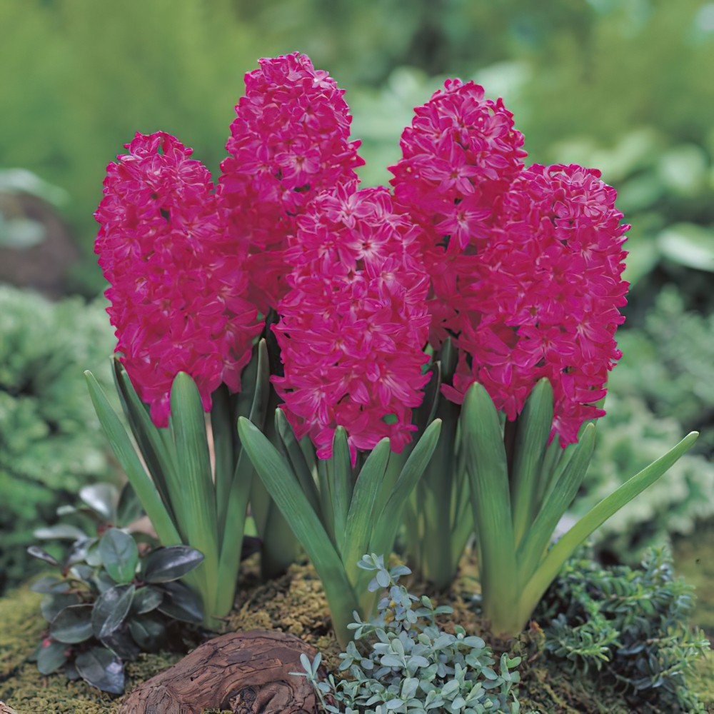 1 หัว ดอกไฮยาซินธ์ Hyacinth สายพันธุ์ HYACINTH JAN BOS
