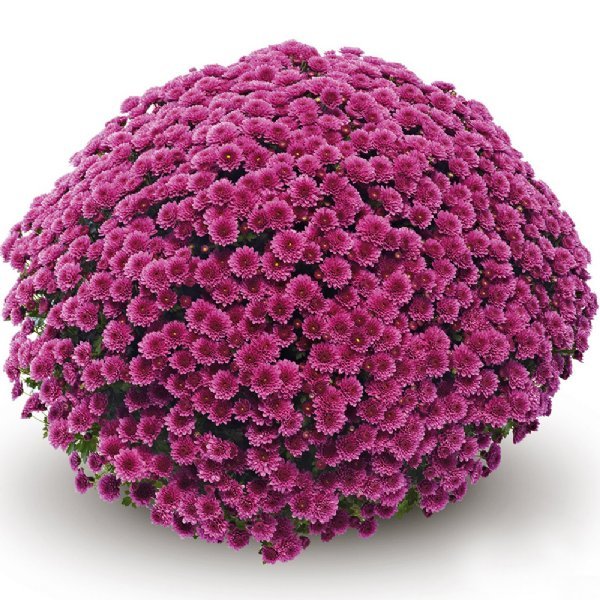 50 เมล็ด ดอกเบญจมาศ ดอกมัม Chrysanthemum Seeds สายพันธุ์ Jasoda Purple