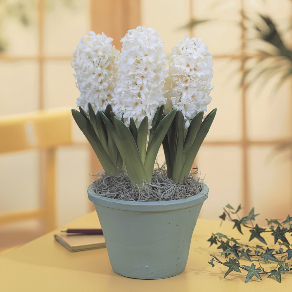 1 หัว ดอกไฮยาซินธ์ Hyacinth สายพันธุ์ HYACINTH CARNEGIE