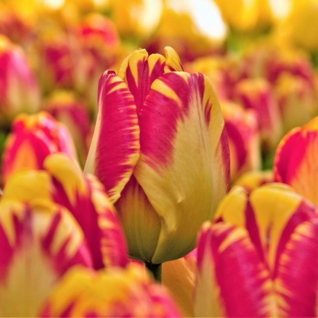 1 หัว ทิวลิป ดอกไม้สื่อรัก รักที่เปิดเผยและจริงใจ Tulip Holland พร้อมปลูก สายพันธุ์ BANJA LUKA สีเหล