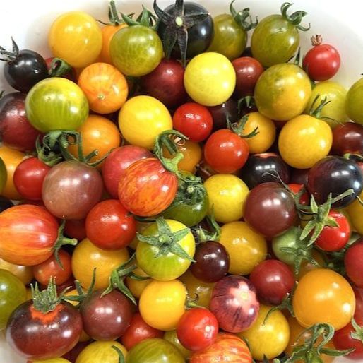 20 เมล็ด มะเขือเทศ Tomato Seeds สายพันธุ์ มะเขือเทศเชอร์รี่ Cherry Tomato Mix