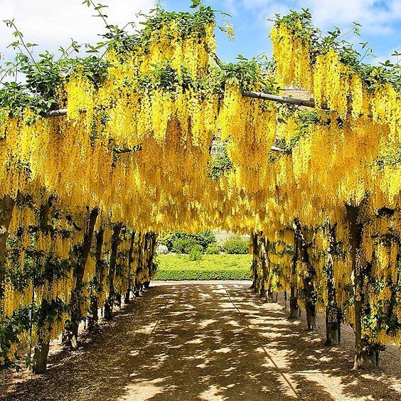 3 เมล็ด วิสทีเรีย ดอกฟูจิ ไม้เถาวัลย์ ดอกเป็นช่อ สายพันธุ์ Yellow Wisteria สีเหลือง Wisteria Seeds