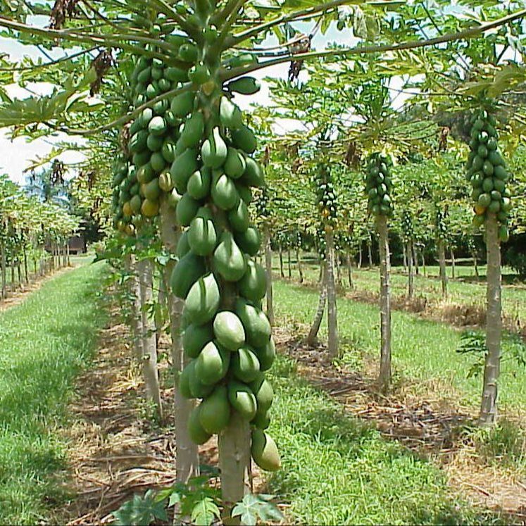 50 เมล็ด มะละกอ ฮอลแลนด์ Holland Papaya Seeds