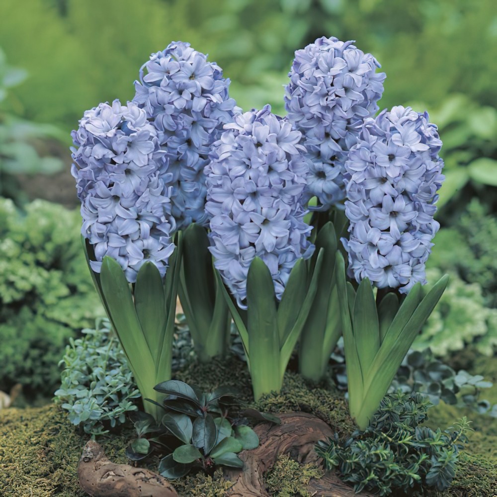 1 หัว ดอกไฮยาซินธ์ Hyacinth สายพันธุ์ HYACINTH DELFT BLUE