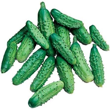 25 เมล็ด แตงกวา พันธุ์นอก Cucumber Seeds สายพันธุ์ Parisian Gherkin