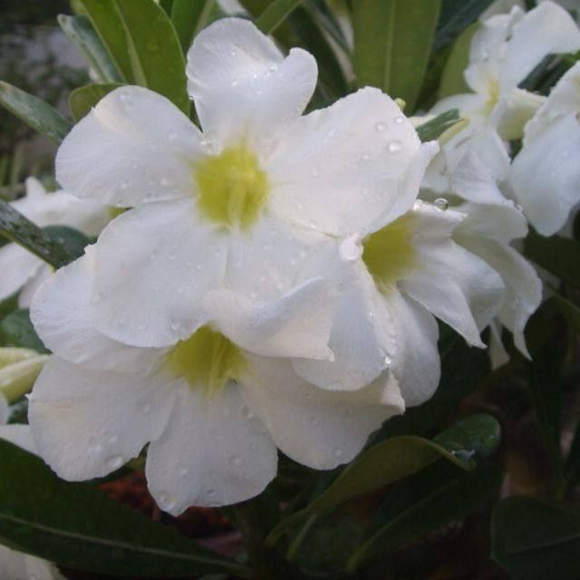 ชวนชม พันธุ์ฮอลแลนด์ ดอกชั้นเดียวสีขาว Obesum White Color Seeds 10 เมล็ด