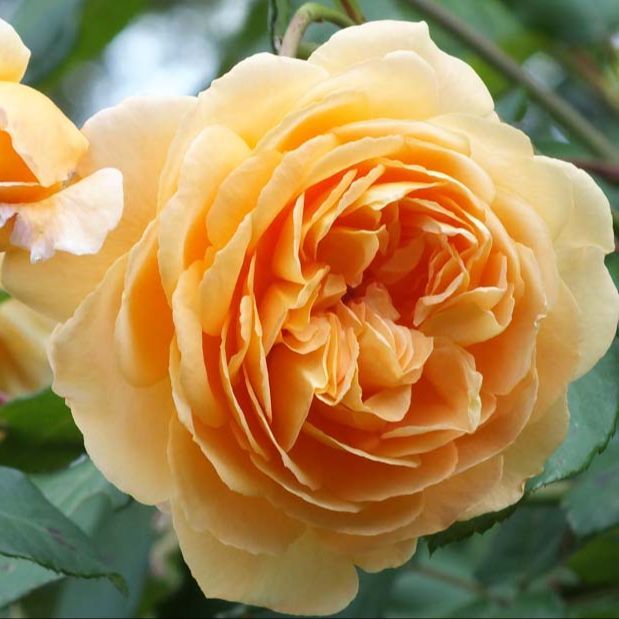20 เมล็ด กุหลาบ Crown Princess Margareta Rosa Crown Princess Margareta สายพันธุ์อังกฤษ