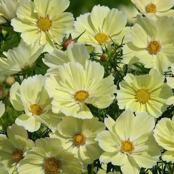 100 เมล็ด ดอกดาวกระจาย ดอกคอสมอส ดาวกระจาย Cosmos Flower Seeds สายพันธุ์ Xanthos Cosmos