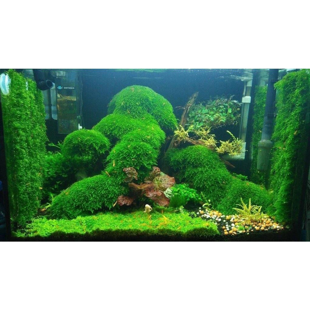 MINI TAIWAN Aquatic Moss 10x10 ซม. ตกแต่ง Driftwood เค้าโครงตู้ปลาสวยมากไม่มี co2