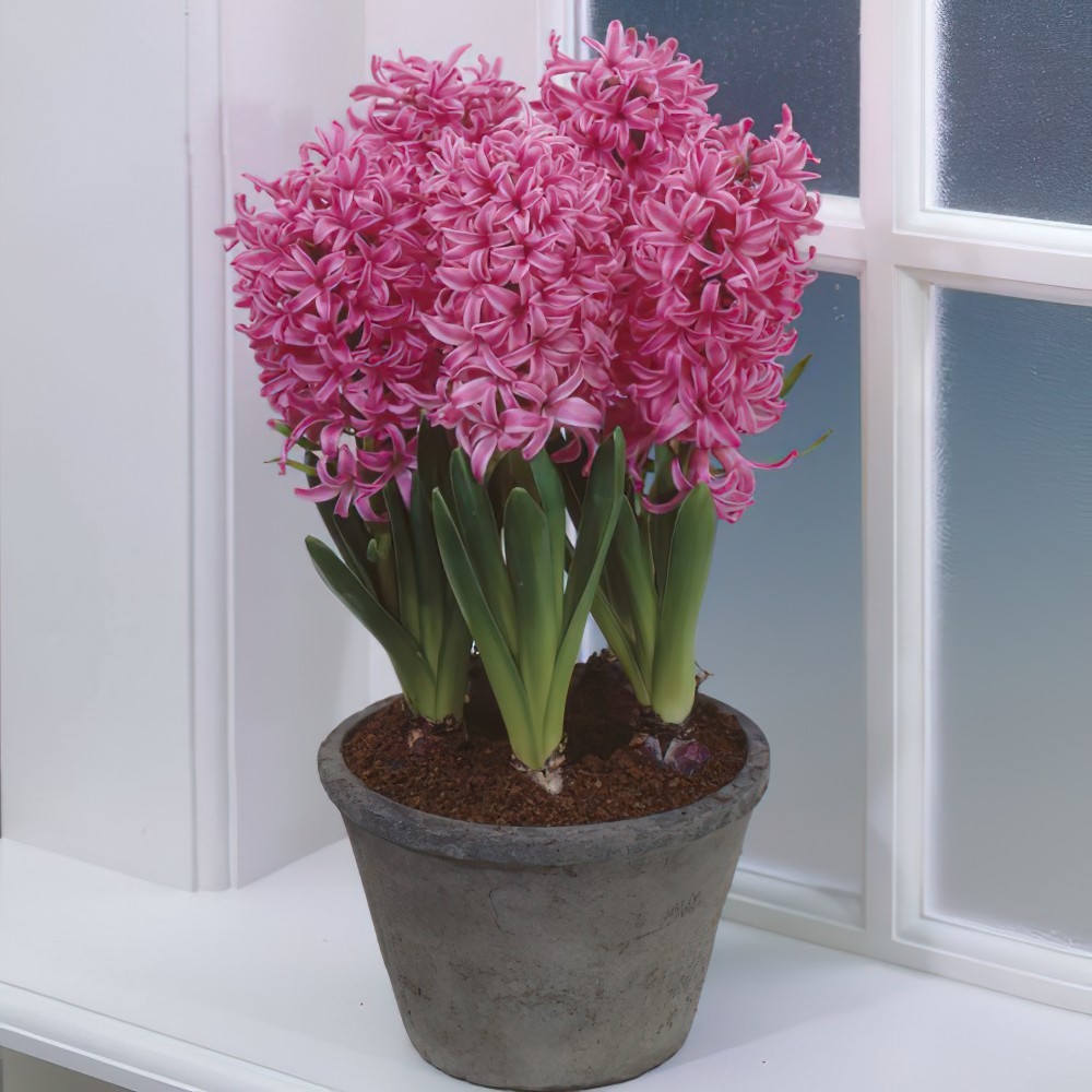 1 หัว ดอกไฮยาซินธ์ Hyacinth สายพันธุ์ PREPARED HYACINTH PINK PEARL