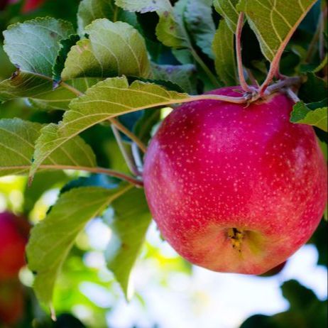 10 เมล็ด แอปเปิ้ล เมล็ดผลไม้ Apple Seeds สายพันธุ์ Pink Lady