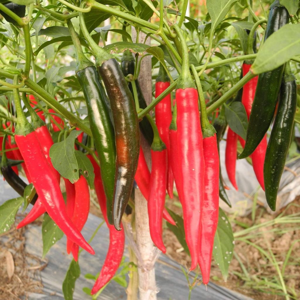 30 เมล็ด พริก Pepper Chilli Seeds สายพันธุ์ พริกมันบางช้าง