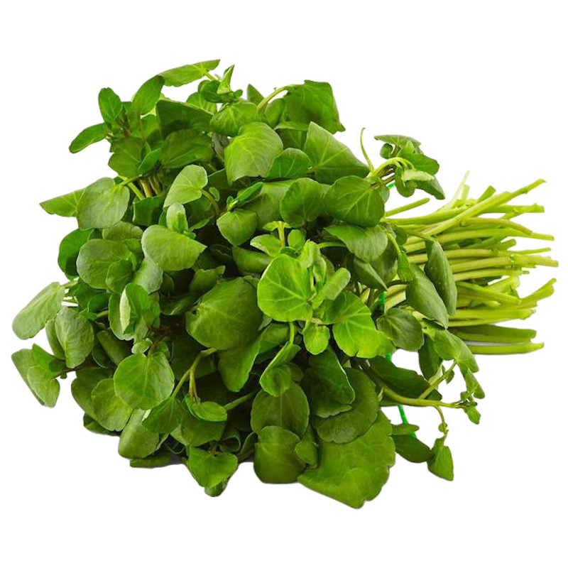 100 เมล็ด ผักน้ำ ผักน้ำเบตง วอเตอร์เคส ผักสลัดน้ำ Water Cress Seeds