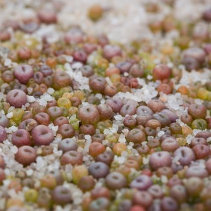20 เมล็ด ไลทอป Lihops Seeds พืชอวบน้ำ ไม้ก้อนหิน รูปที่ 2
