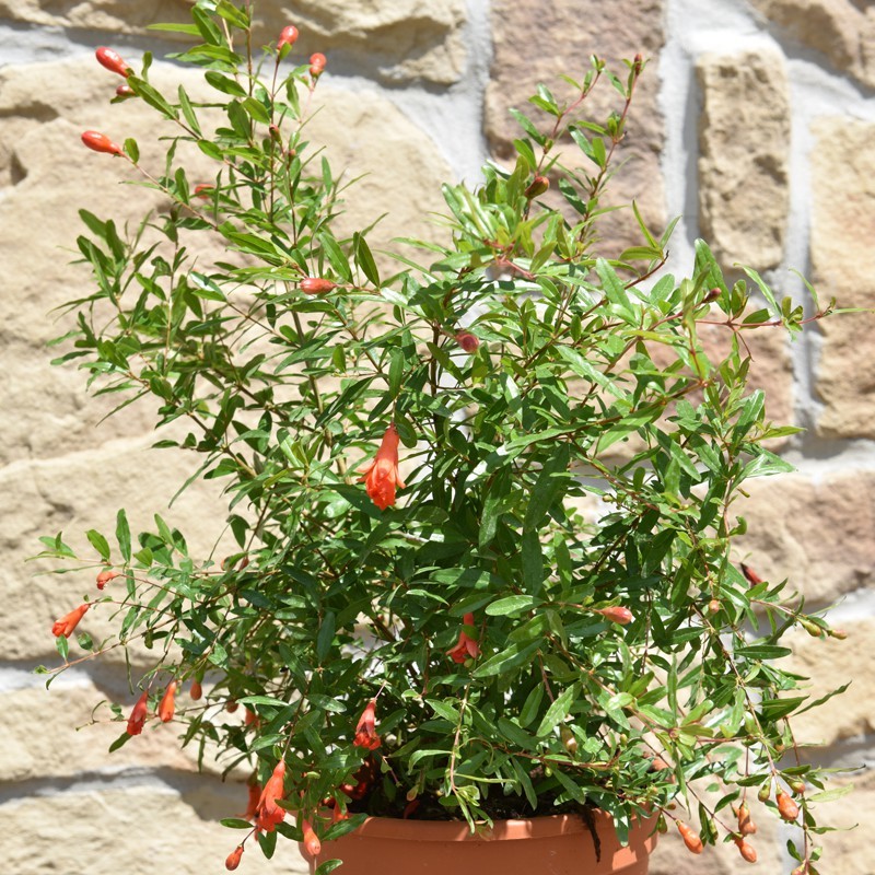20 เมล็ด ทับทิม ทับทิมแคระ Pomegranate dwarf Seeds สายพันธุ์ Emperor Pomegranate
