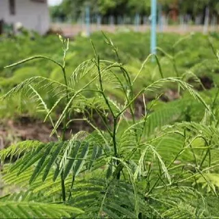4 เมล็ด ชะอม ผักหละ อม ผักขา พูซูเด๊าะ โพซุยโดะ Acacia pennata Seeds.