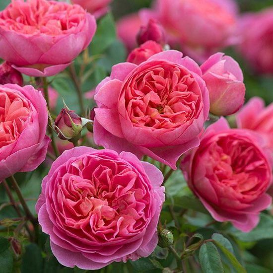 20 เมล็ด กุหลาบ Renowned Rose Grower David Austin สายพันธุ์อังกฤษ ดอกกุหลาบ English Rose Seeds