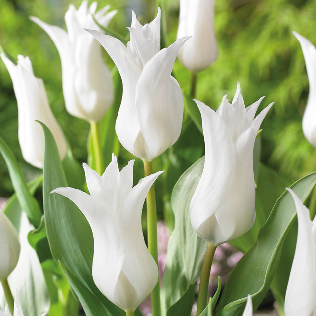 20 เมล็ด ทิวลิป Tulipa Seeds สายพันธุ์ Tulip Tres Chic