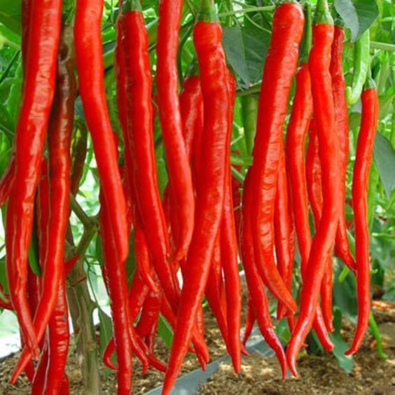 20 เมล็ด พริก Pepper Chilli Seeds สายพันธุ์ พริกยาว Cayenne Pepper