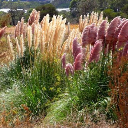 100 เมล็ด หญ้าแพมพัส Pampas grass หรือ สึสึกิ หญ้าประดับ Grass Seeds สี Mix