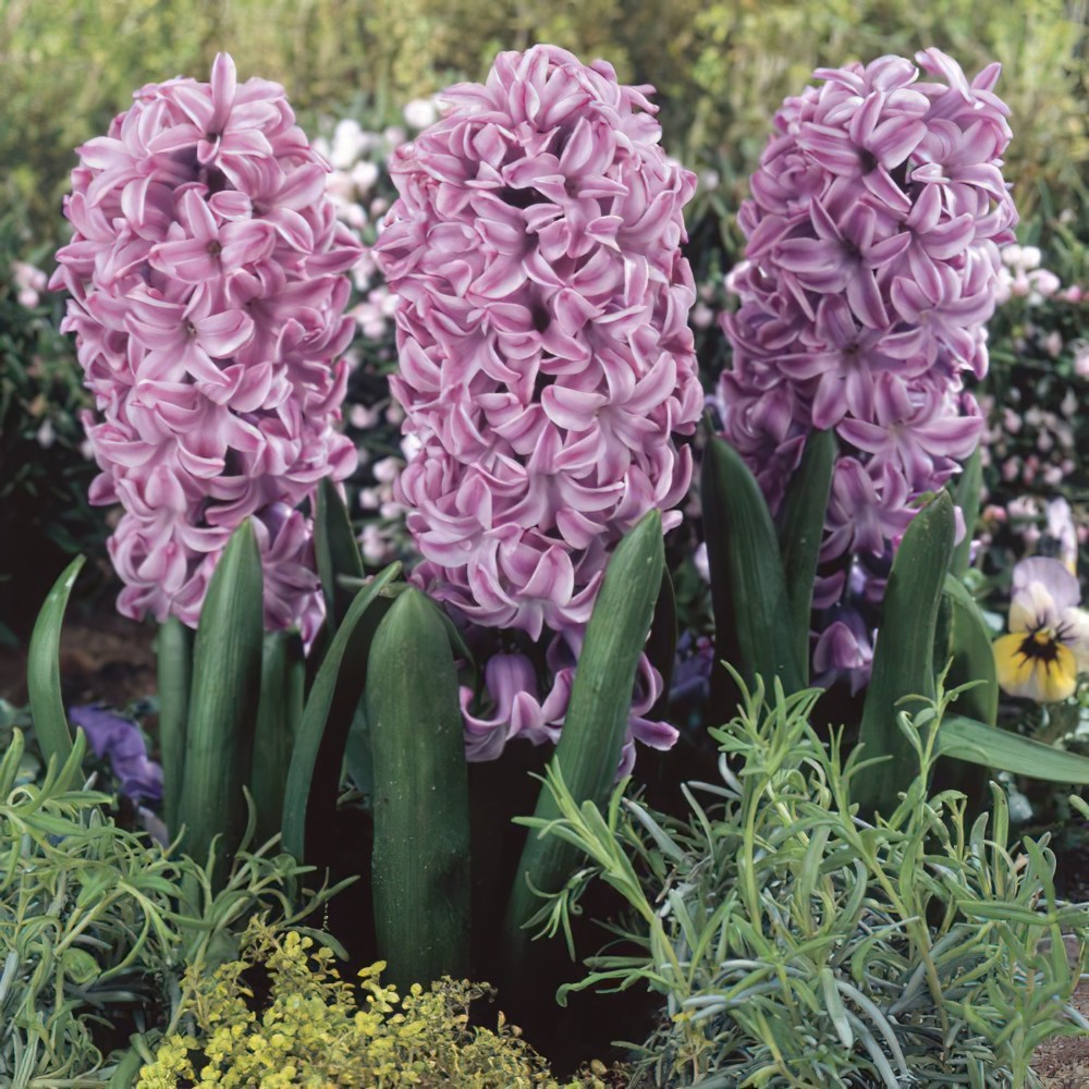 1 หัว ดอกไฮยาซินธ์ Hyacinth สายพันธุ์ HYACINTH SPLENDID CORNELIA