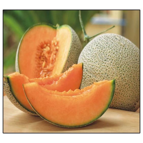 20 เมล็ด แคนตาลูป เมล็ดผลไม้ Cantaloupe Seeds สายพันธุ์ Jumbo Hales