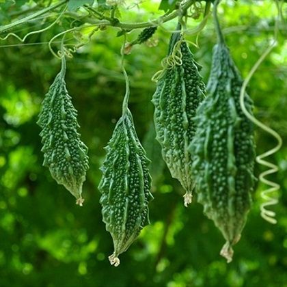 10 เมล็ด Bitter melon มะระขี้นก เมล็ดพันธุ์ผัก