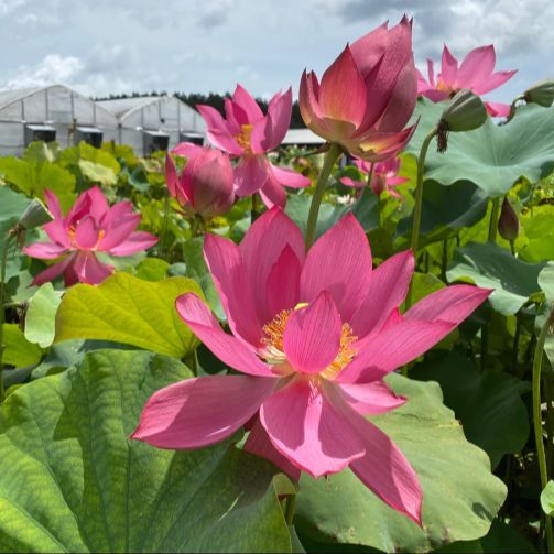 5 เมล็ด บัว สายพันธุ์ RED SUN 14B LOTUS สีชมพู