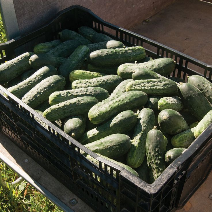 30 เมล็ด แตงกวา แตงขี้ไก่ แตงปี แตงร้าน Non-GMO Cucumber Seeds สายพันธุ์ Excelsior - Organic F1
