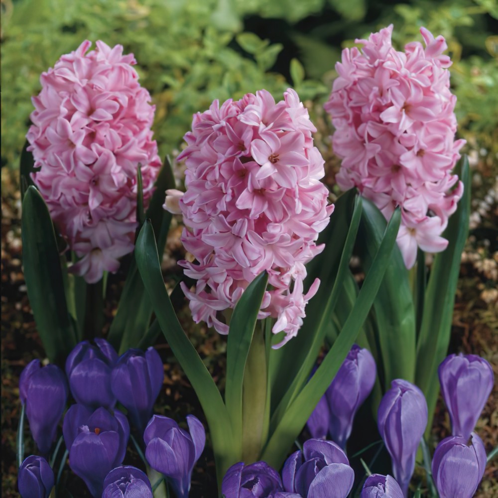 1 หัว ดอกไฮยาซินธ์ Hyacinth สายพันธุ์ HYACINTH FONDANT