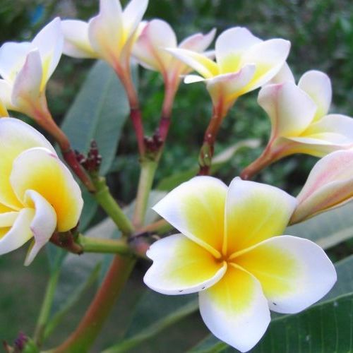 10 เมล็ด ลีลาวดี ลั่นทม Plumeria Seeds สายพันธุ์ Plumeria Yellow Sunset