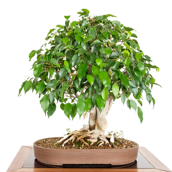 20 เมล็ด ไทรย้อยใบแหลม Weeping fig Seeds