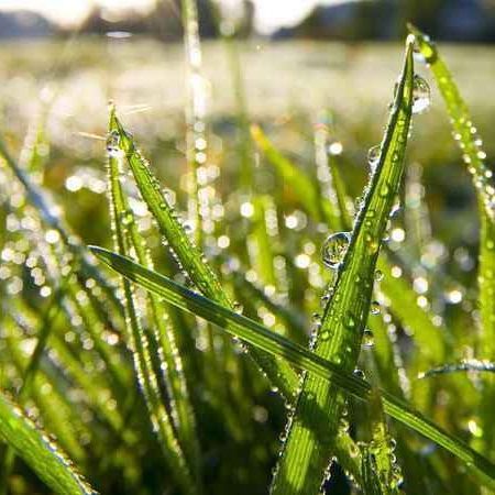 3000 เมล็ด หญ้า หญ้าเลี้ยงสัตว์ อาหารสัตว์ Grass Seeds หญ้ารูซี่ Ruzi Grass