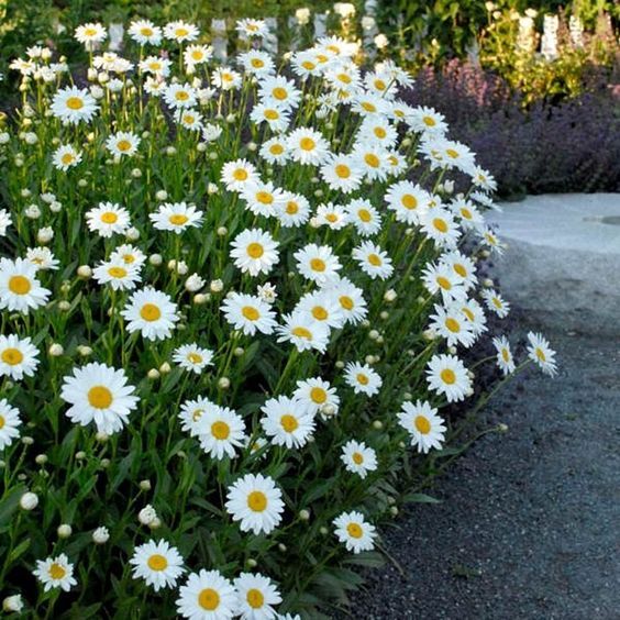 100 เมล็ด ดอกเดซี่ รักของฉัน คือรักบริสุทธิ์ Daisy Seeds สายพันธุ์ ซาต้า
