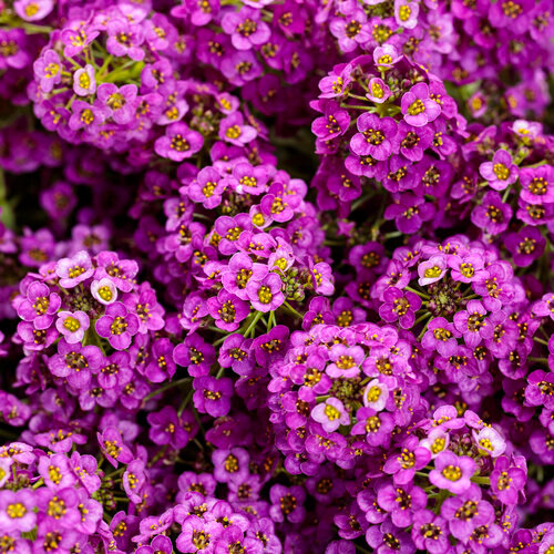 100 เมล็ด ดอกไม้กลิ่นน้ำผึ้ง สวีท อลิสซัม พรมมหัสจรรย์ Lobularia maritima Seeds ดอกสีม่วง