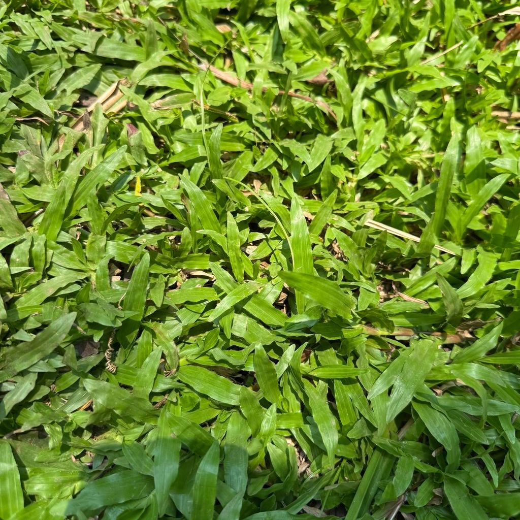 1000 เมล็ด หญ้า หญ้าสนาม หญ้าประดับสวน Grass Seeds สายพันธุ์ หญ้าไทเป Broadleaf Carpet Grass