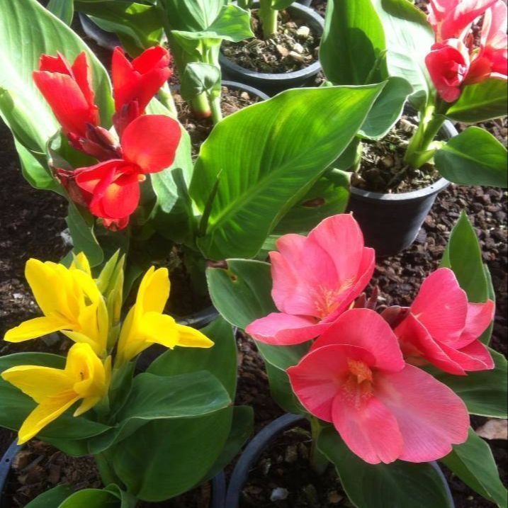 20 เมล็ด ดอกพุทธรักษา สายพันธุ์แคระ Cannaceae Canna Seeds