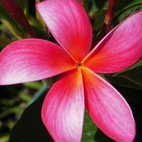 10 เมล็ด ลีลาวดี ลั่นทม Plumeria Seeds สายพันธุ์ Plumeria Tequila Sunrise