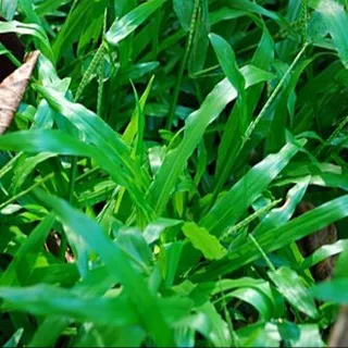 1000 เมล็ด หญ้ามาเลย์ หญ้ามาเลเซีย Malaysia Grass ปลูกเป็นสนาม
