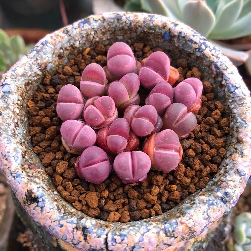 20 เมล็ด ไลทอป Lihops Seeds พืชอวบน้ำ ไม้ก้อนหิน สายพันธุ์ Lithops optica cv rubra
