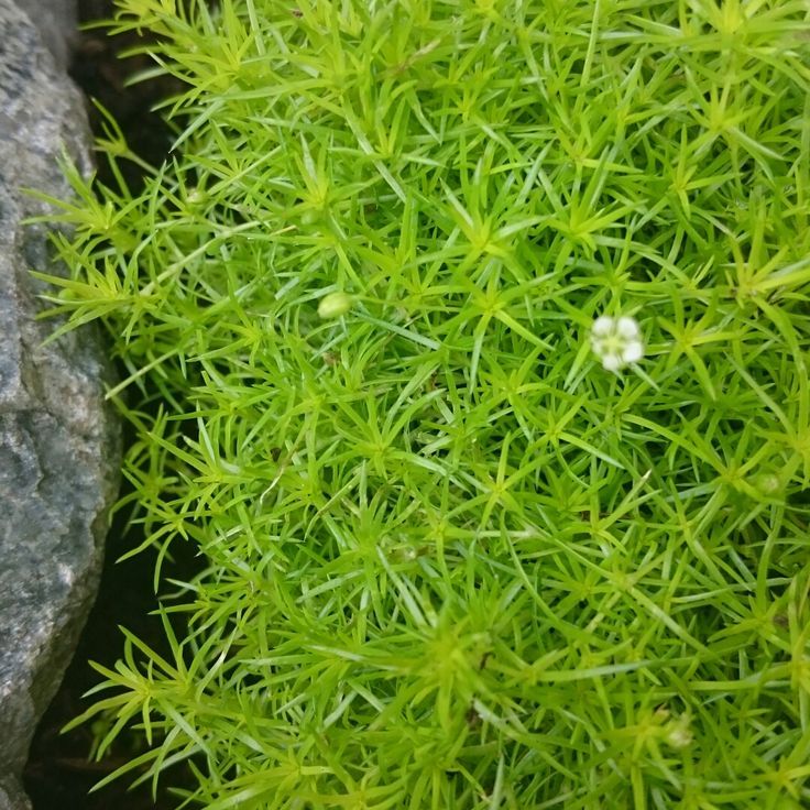 100 เมล็ด ไอริสมอส Irish Moss หญ้ามอส หญ้ามอสดิน มอสจัดสวนขวด