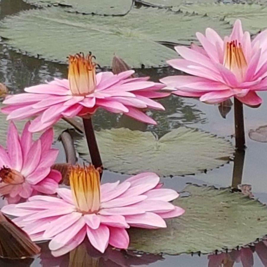 2 เหง้า ดอกบัว บัวสี บัวสาย บัวเลี้ยงอ่างได้ Lotus Rhizome สายพันธุ์ บัวสาย มิสซิสจีซีฮิทช์คอค